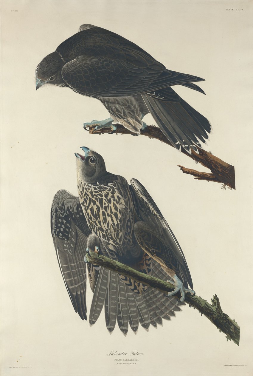 Faucon du Labrador - Robert Havell after John James Audubon