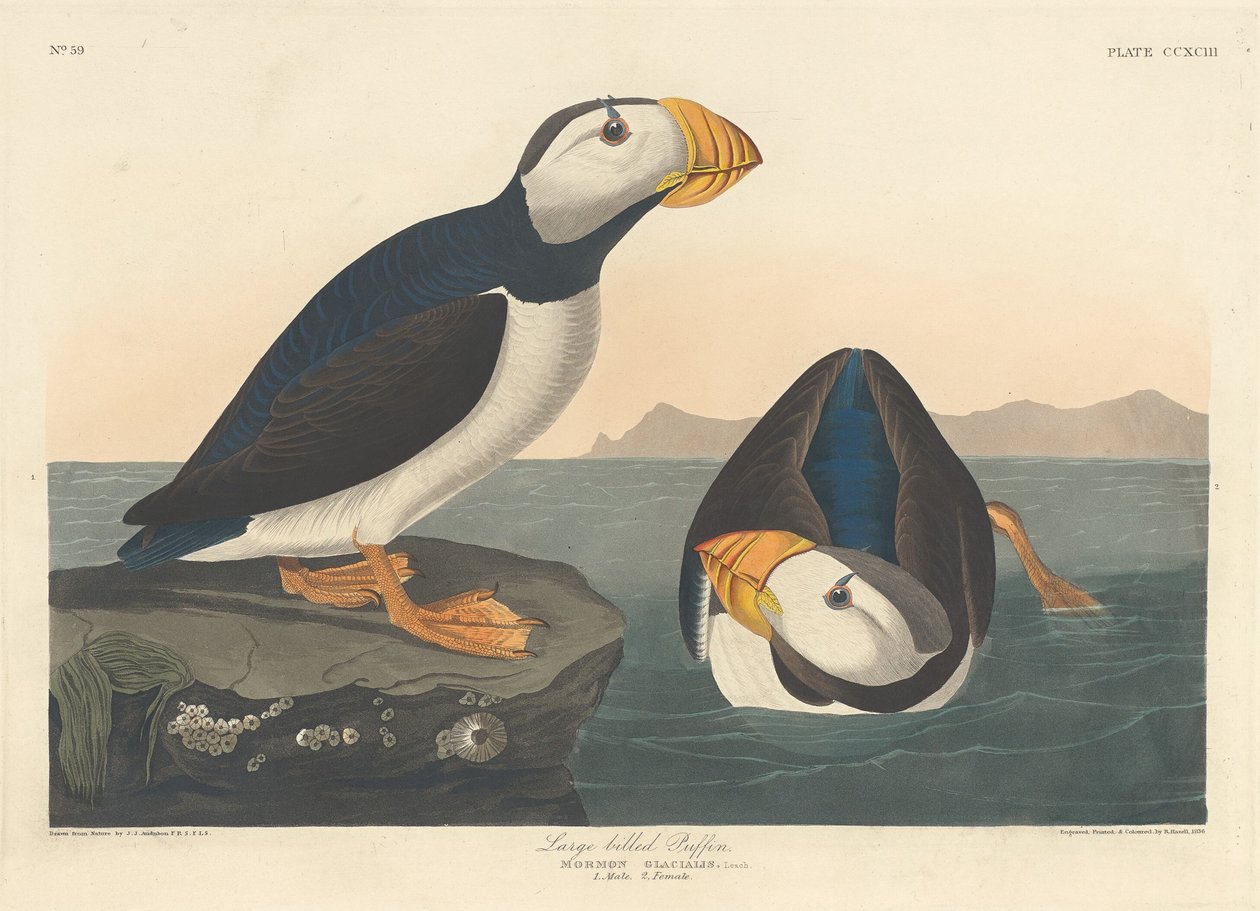 Macareux à gros bec - Robert Havell after John James Audubon