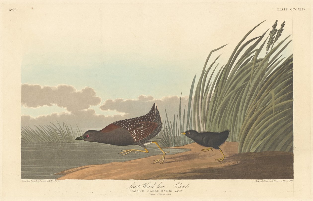 Gallinule poule-d
