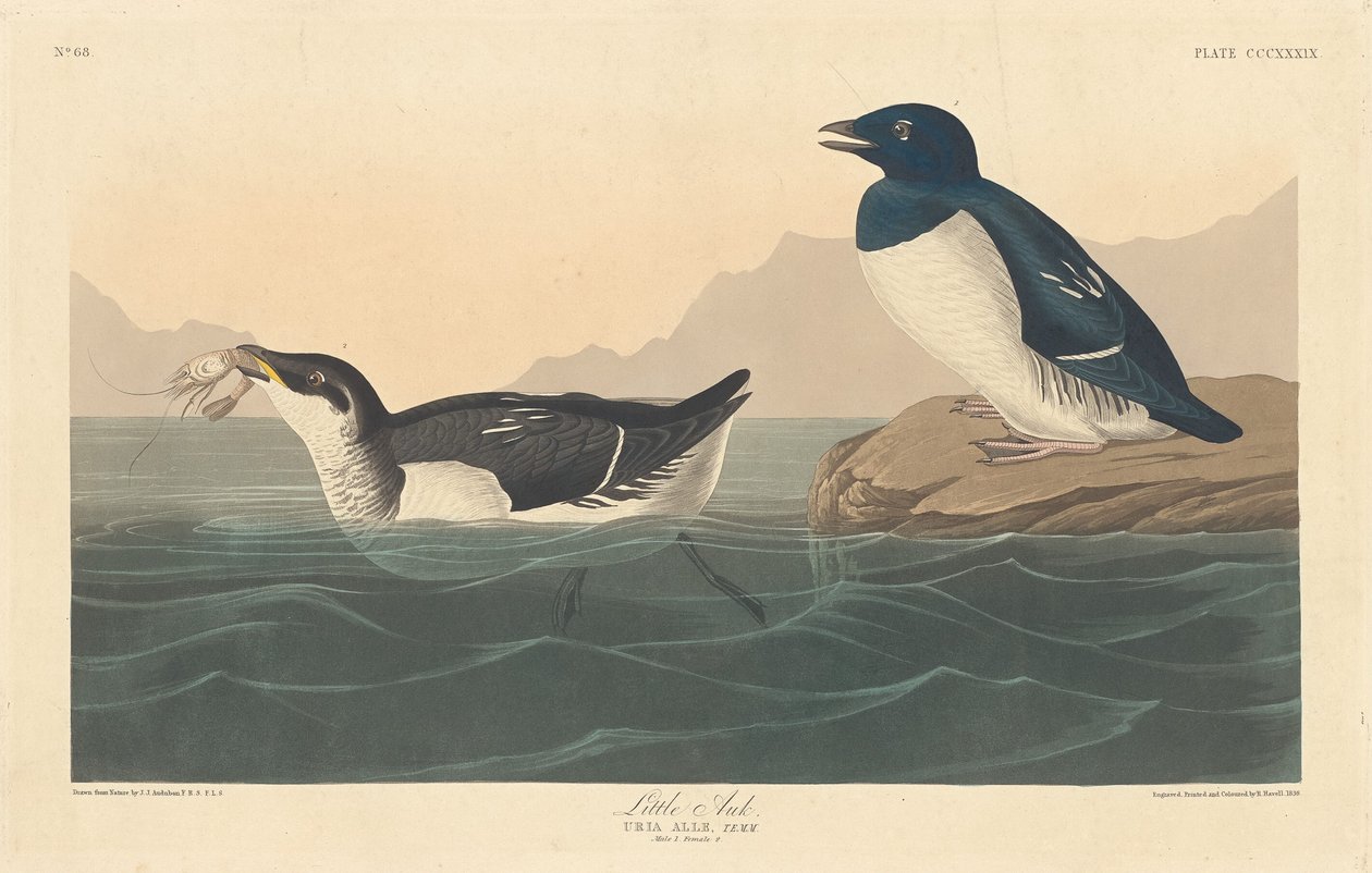 Petit pingouin - Robert Havell after John James Audubon