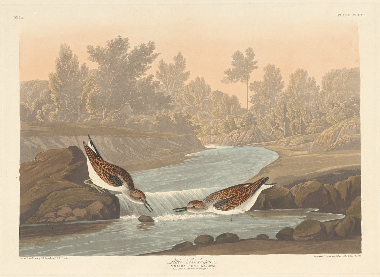 Petit bécasseau - Robert Havell after John James Audubon