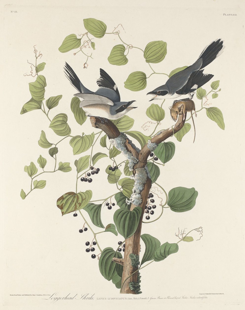 Pie-grièche migratrice - Robert Havell after John James Audubon