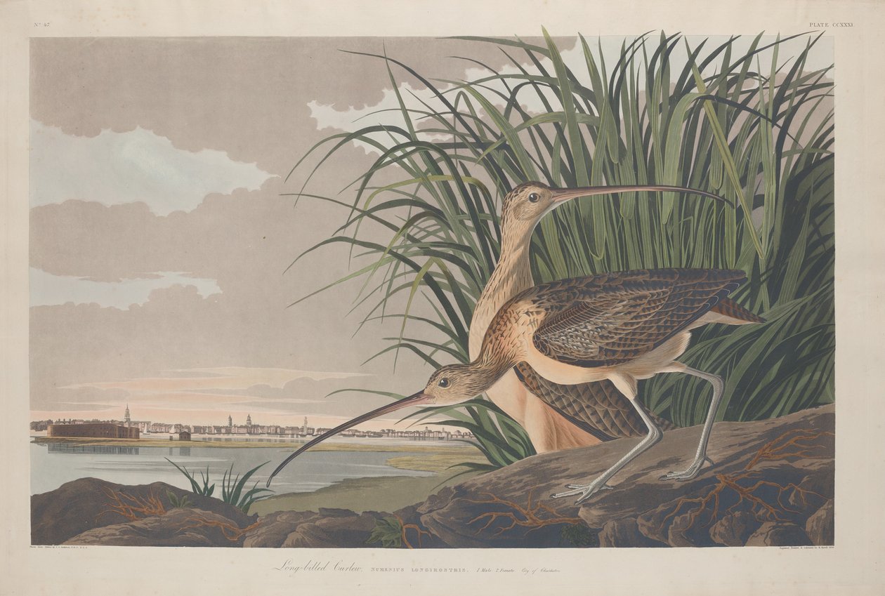 Courlis à long bec - Robert Havell after John James Audubon