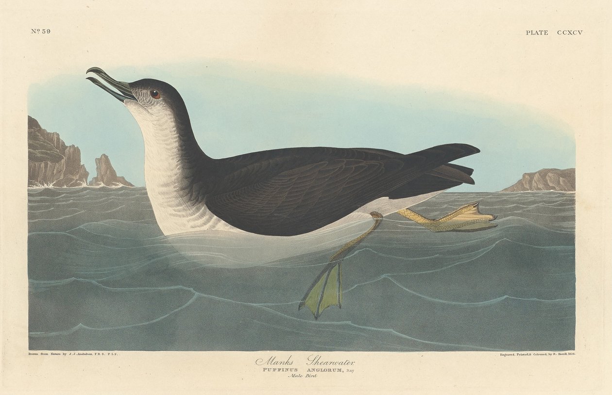 Puffin des Anglais - Robert Havell after John James Audubon