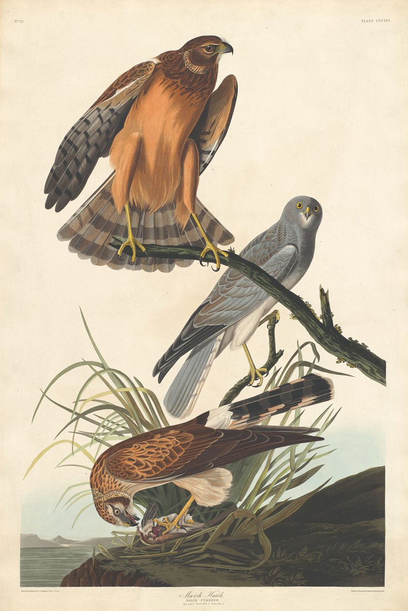 Busard des marais - Robert Havell after John James Audubon