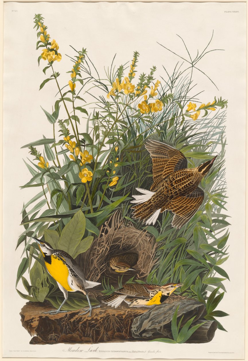 Alouette des prés - Robert Havell after John James Audubon