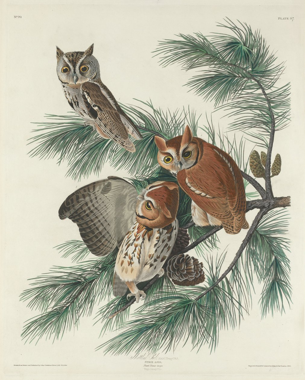 Chouette tachetée - Robert Havell after John James Audubon