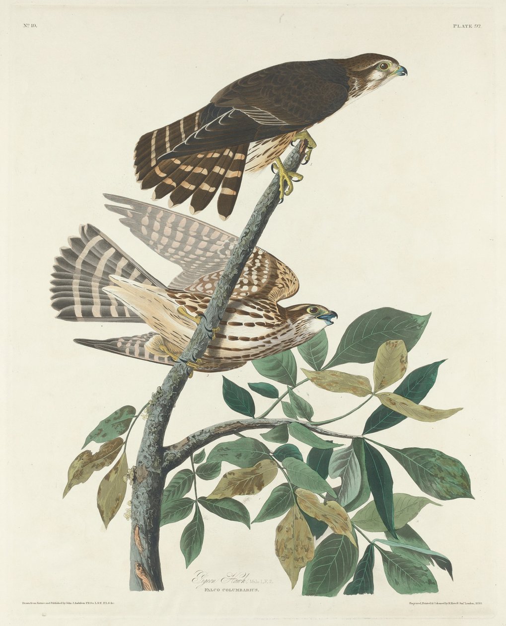 Faucon pigeon - Robert Havell after John James Audubon