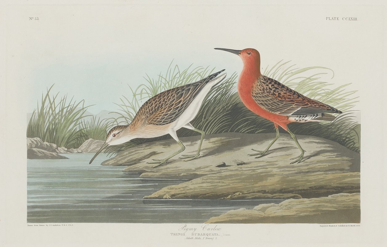 Courlis nain - Robert Havell after John James Audubon