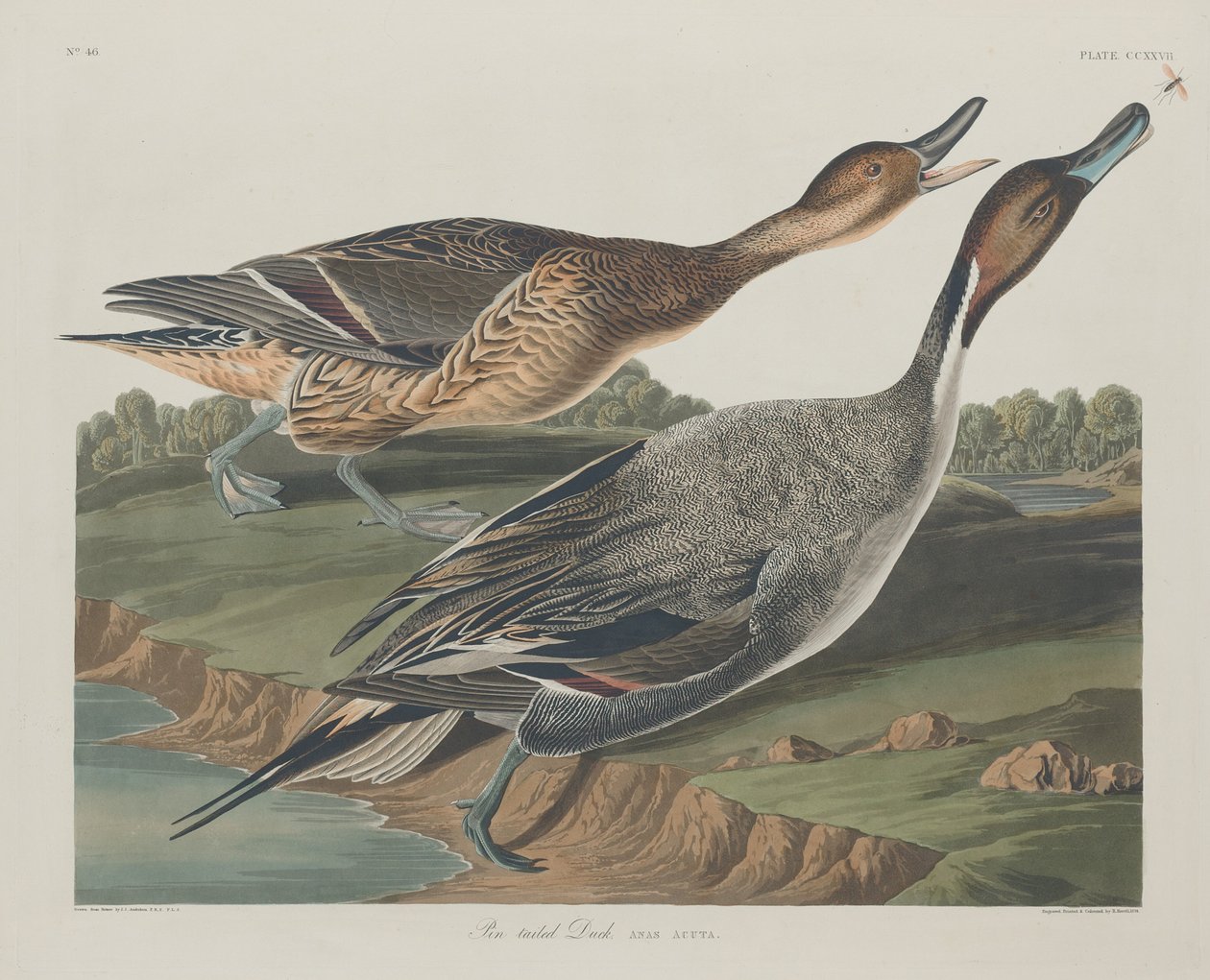 Canard à queue pointue - Robert Havell after John James Audubon
