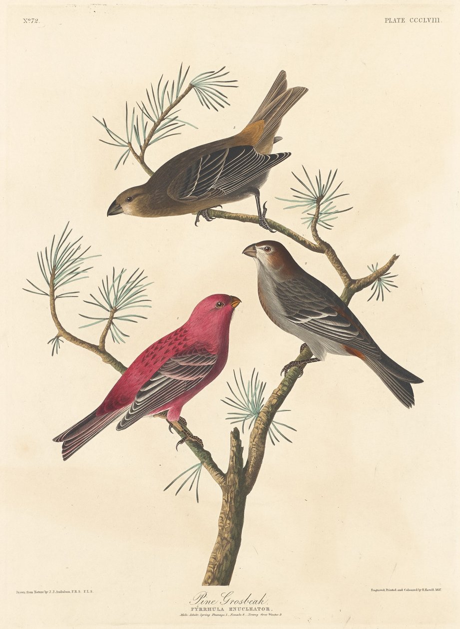 Durbec des sapins - Robert Havell after John James Audubon