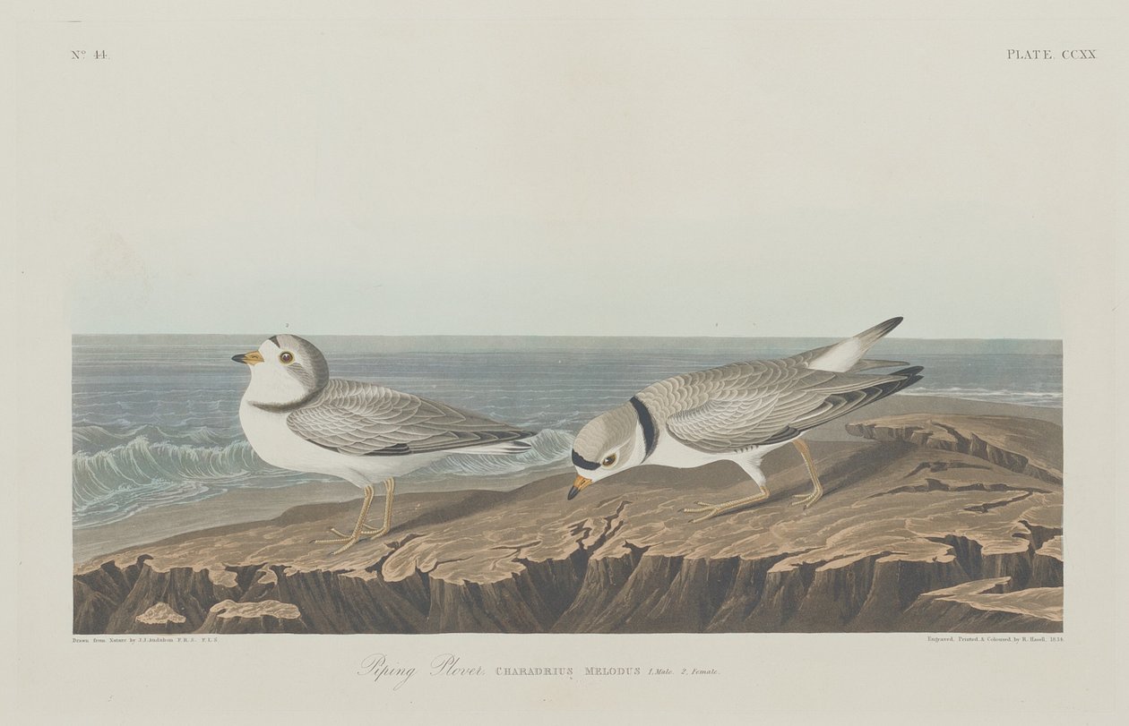 Pluvier Siffleur - Robert Havell after John James Audubon