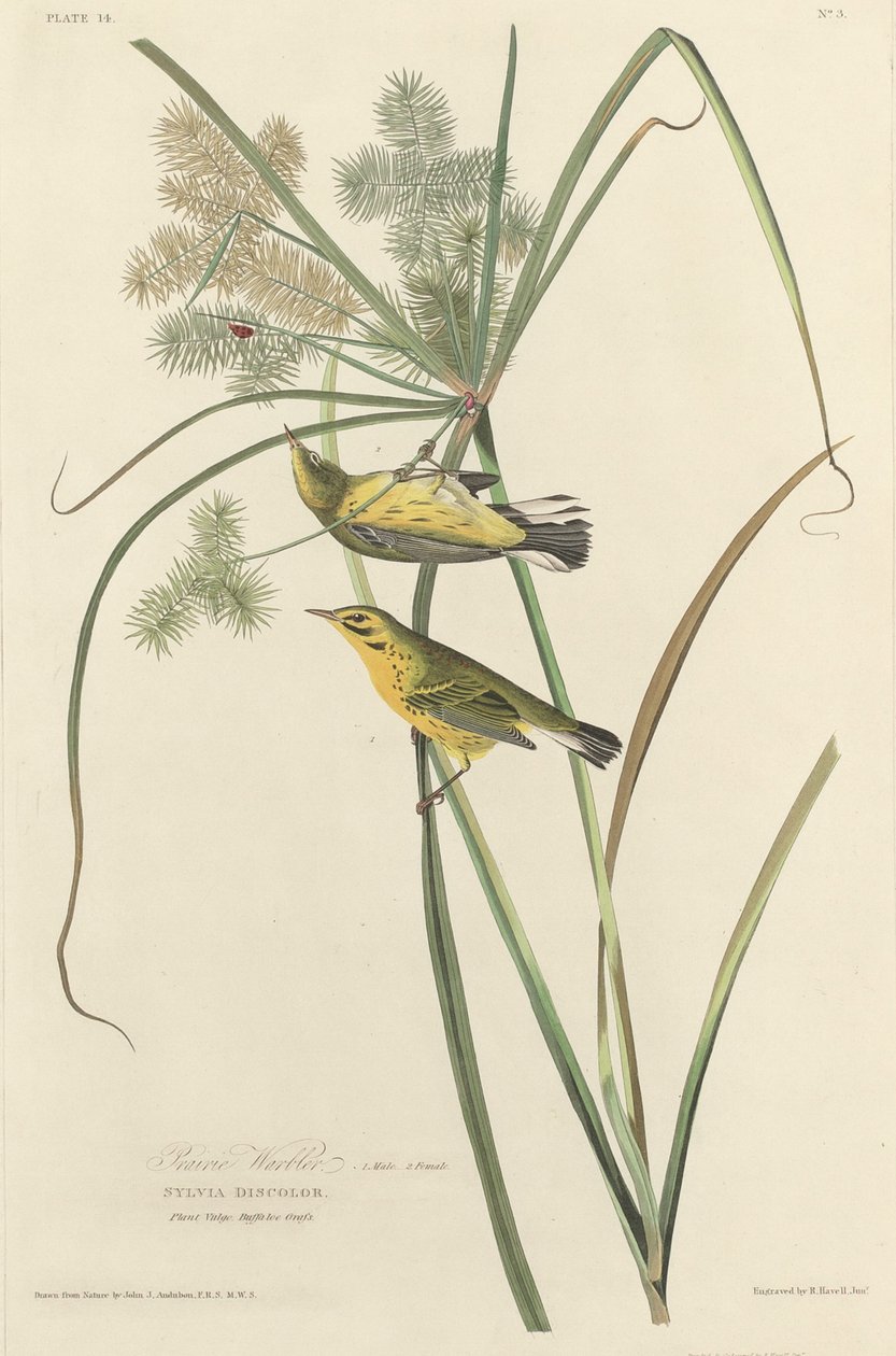Paruline des Prairies - Robert Havell after John James Audubon