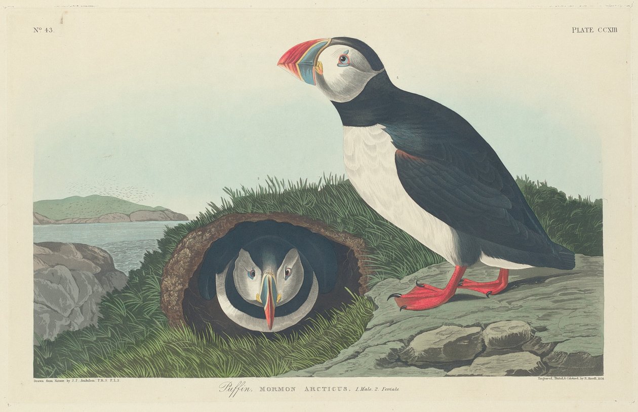 Macareux - Robert Havell after John James Audubon