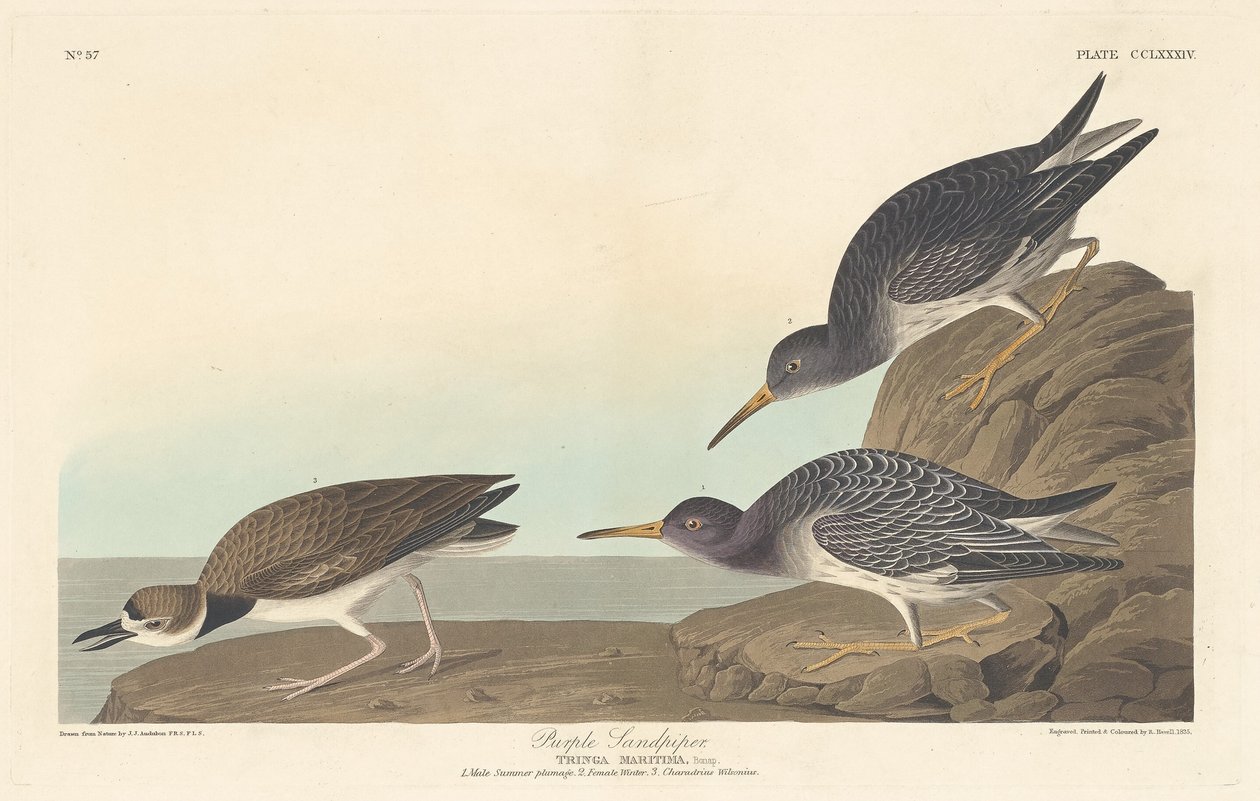 Bécasseau violet - Robert Havell after John James Audubon