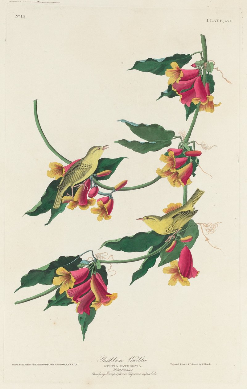 Paruline de Rathbone - Robert Havell after John James Audubon