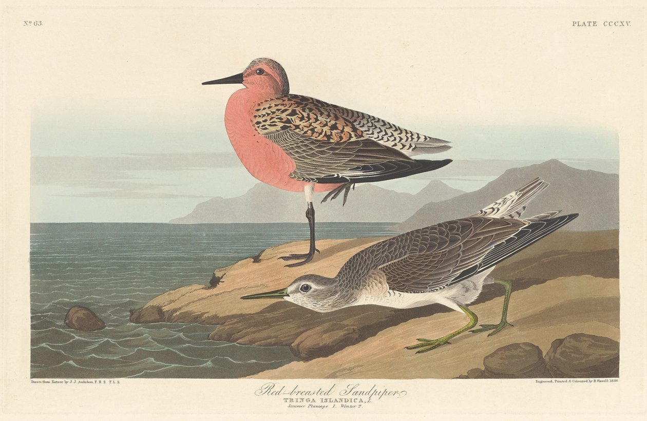 Bécasseau à poitrine rousse - Robert Havell after John James Audubon