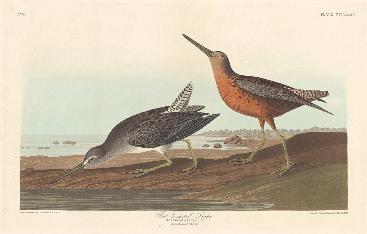 Bécassine à poitrine rouge - Robert Havell after John James Audubon
