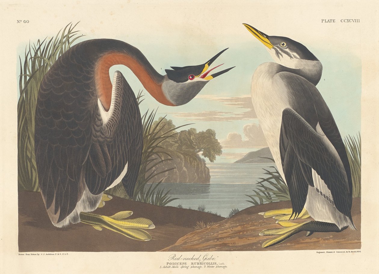 Grèbe jougris - Robert Havell after John James Audubon