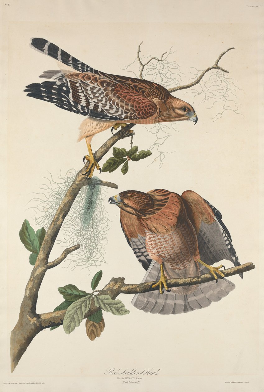 Buse à épaulettes rouges - Robert Havell after John James Audubon