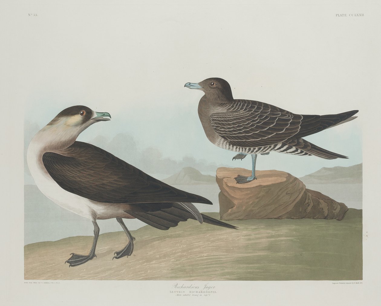 Le Jäger de Richardson - Robert Havell after John James Audubon
