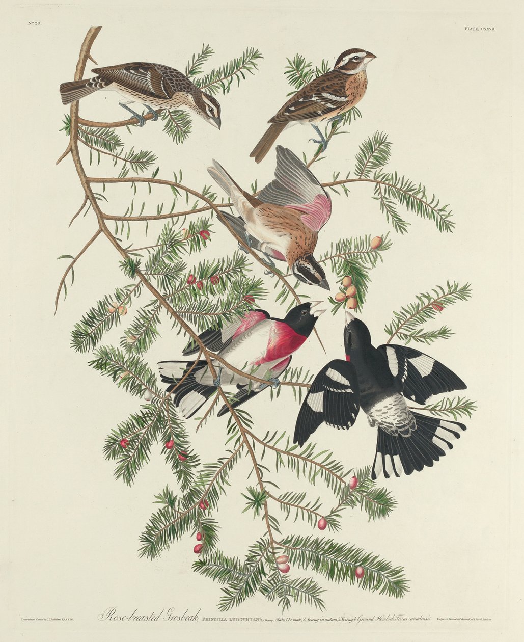 Cardinal à poitrine rose - Robert Havell after John James Audubon