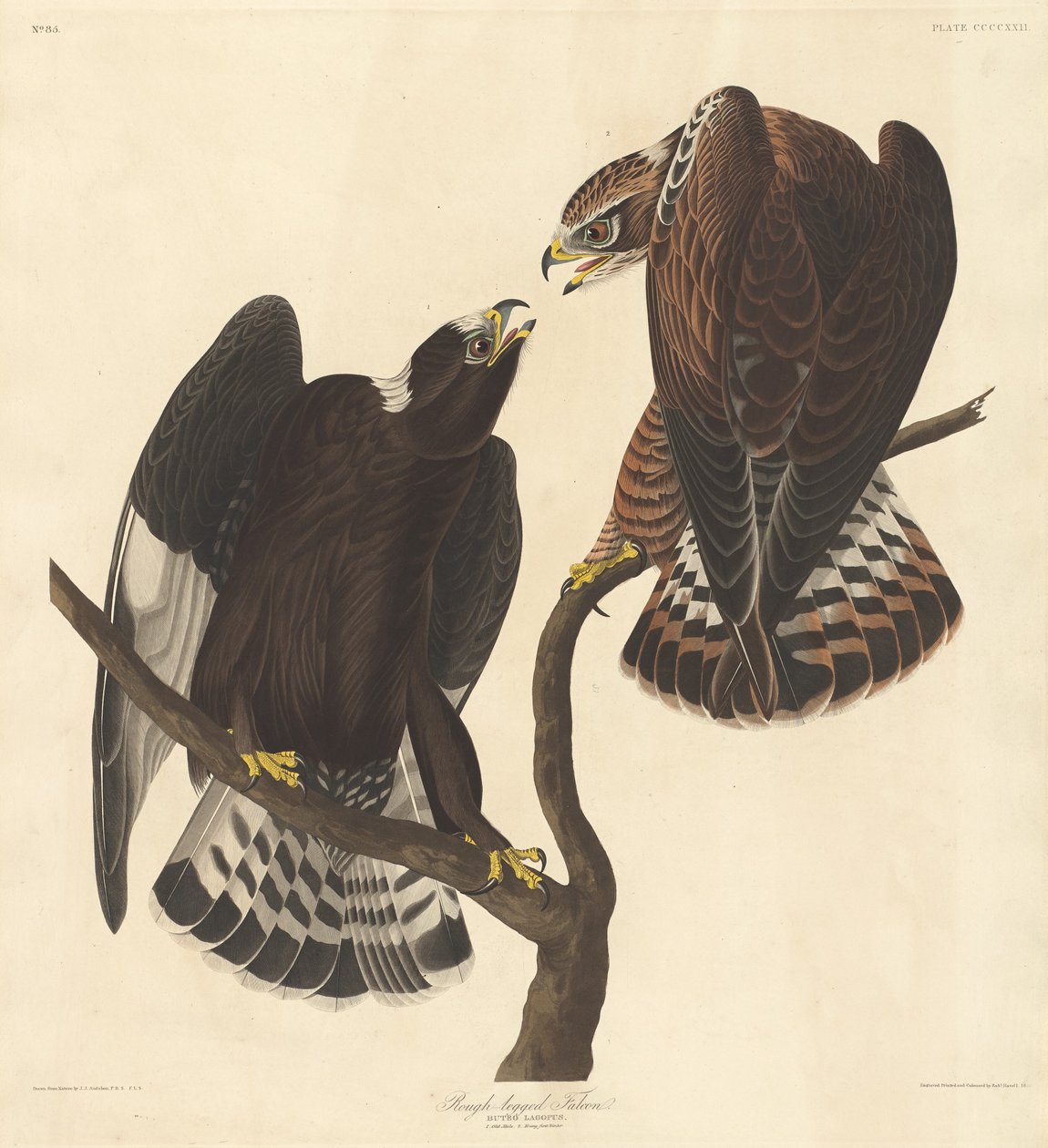 Faucon gerfaut - Robert Havell after John James Audubon
