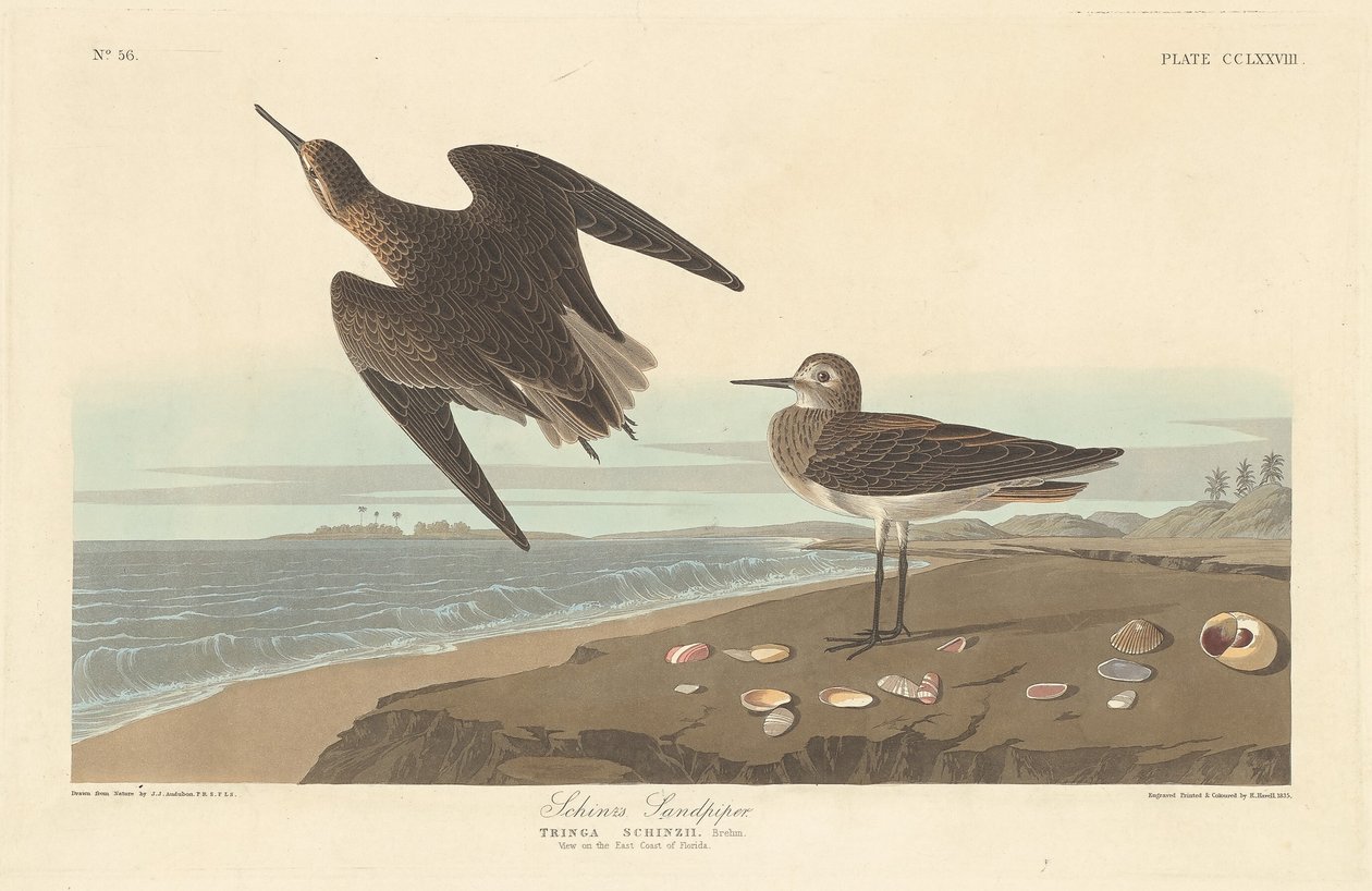 Bécasseau de Schinz - Robert Havell after John James Audubon