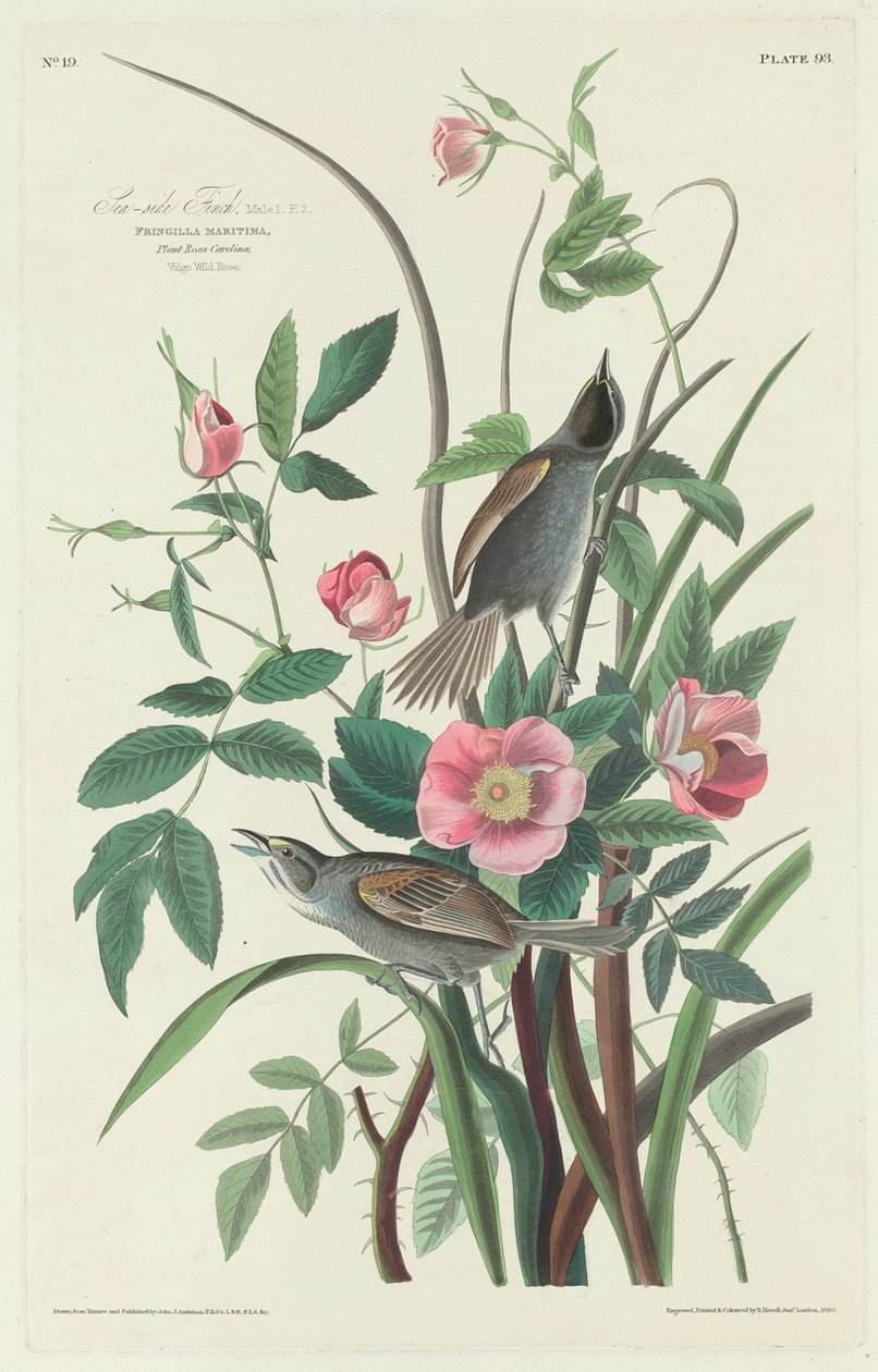 Pinson de bord de mer - Robert Havell after John James Audubon