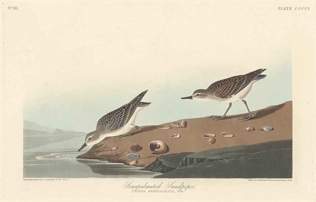 Bécasseau semipalmé - Robert Havell after John James Audubon