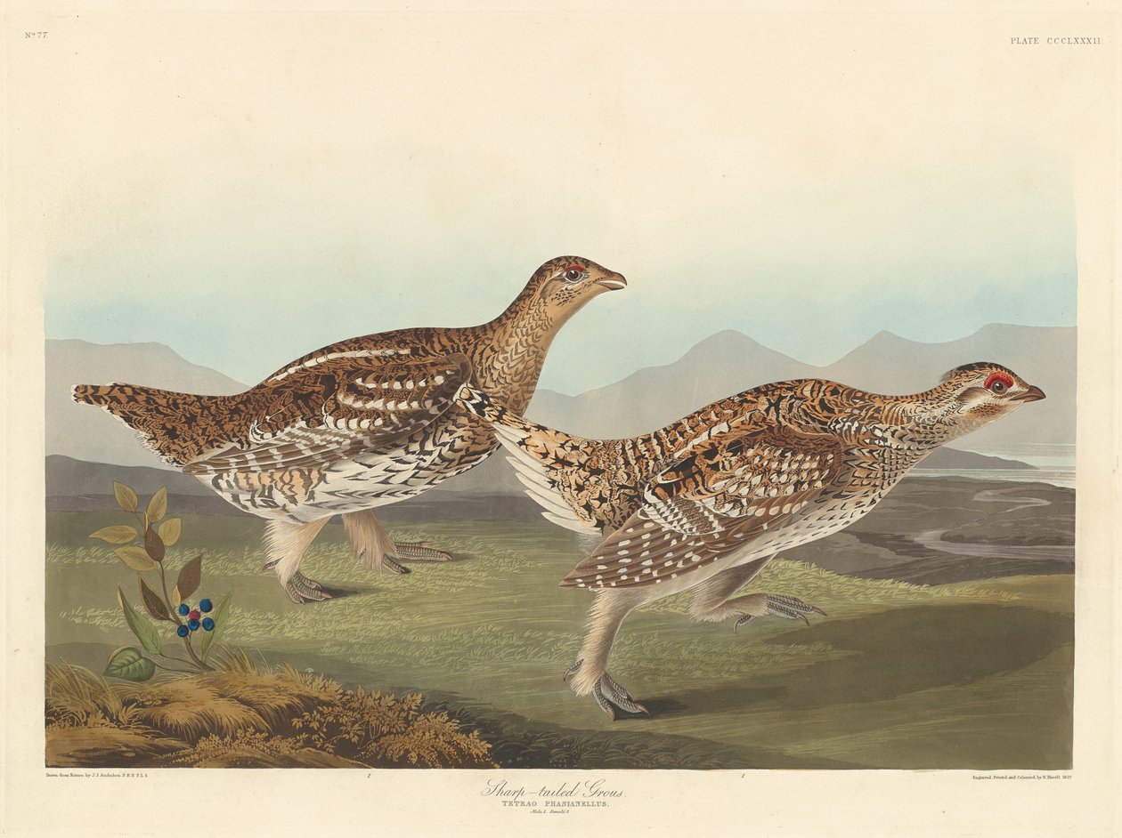 Gélinotte à Queue Pointue - Robert Havell after John James Audubon