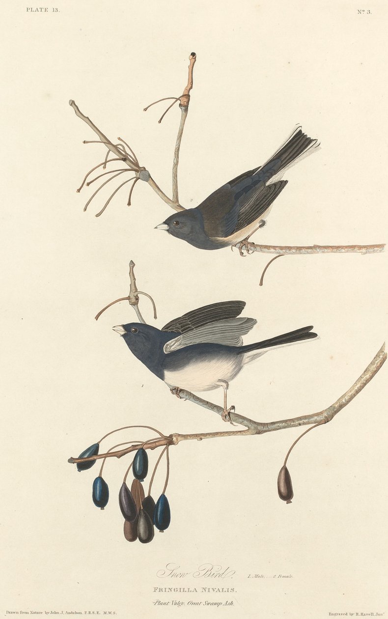 Plectrophane des Neiges - Robert Havell after John James Audubon