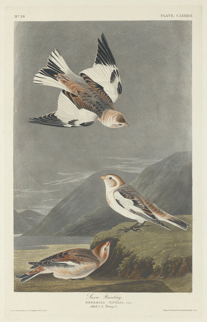 Bruant des neiges - Robert Havell after John James Audubon