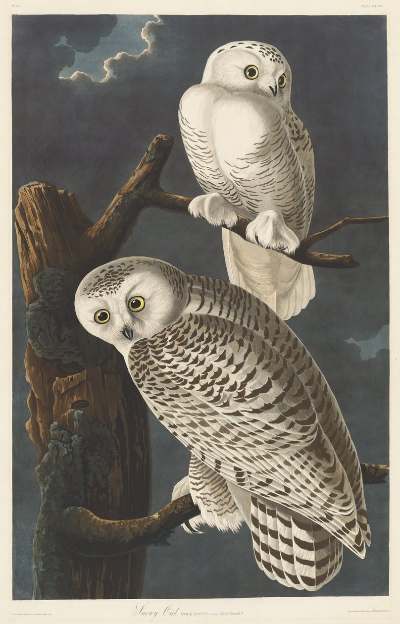 Hibou des Neiges - Robert Havell after John James Audubon