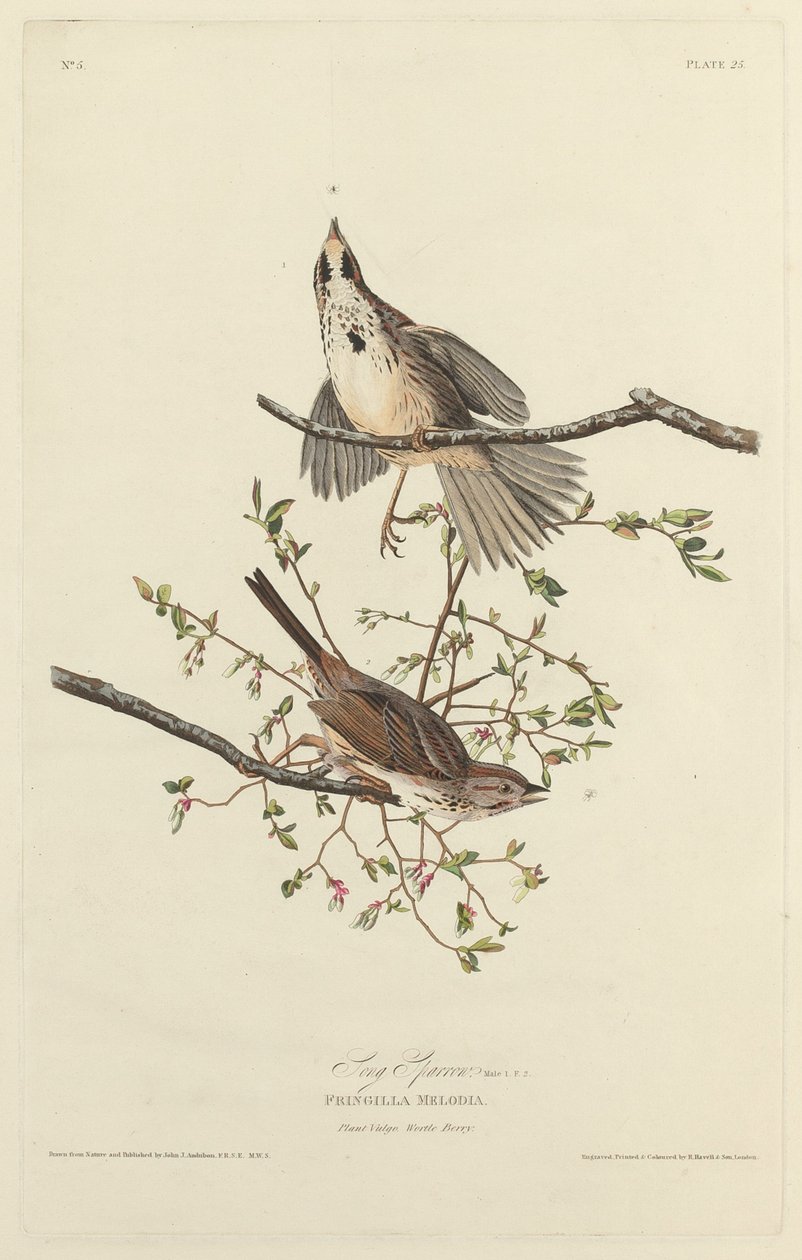Bruant Chanteur - Robert Havell after John James Audubon
