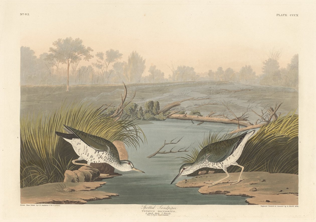 Chevalier grivelé - Robert Havell after John James Audubon