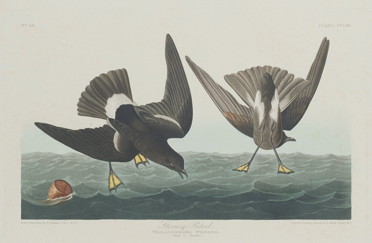 Pétrel Tempête - Robert Havell after John James Audubon