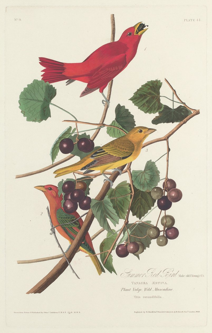 Oiseau Rouge d