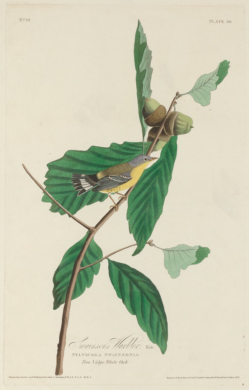 Paruline de Swainson - Robert Havell after John James Audubon
