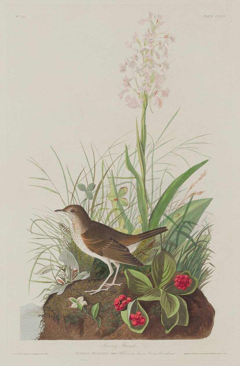 Grive Fauve - Robert Havell after John James Audubon