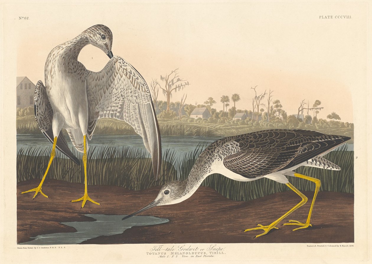 Barge à queue noire - Robert Havell after John James Audubon