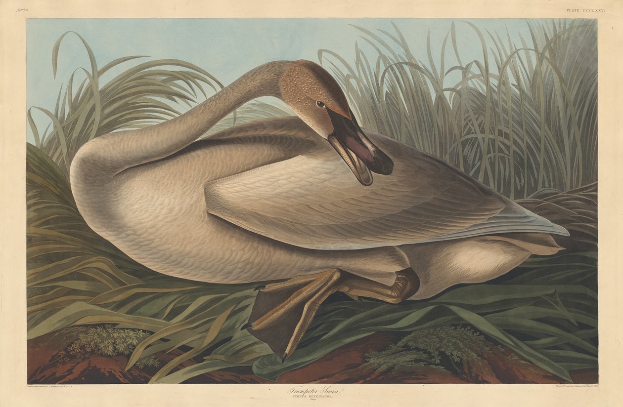 Cygne trompette - Robert Havell after John James Audubon