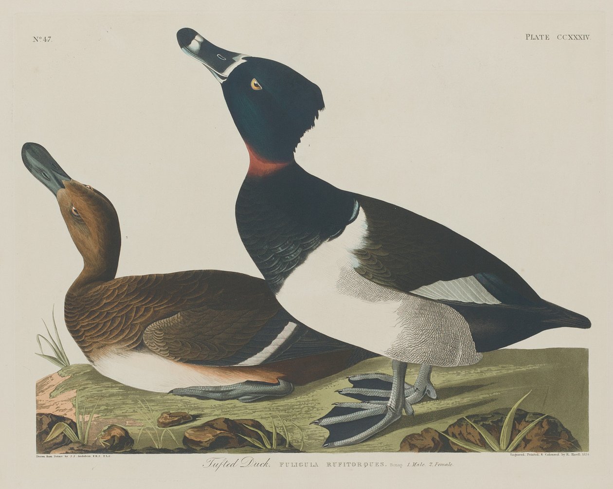 Fuligule morillon - Robert Havell after John James Audubon