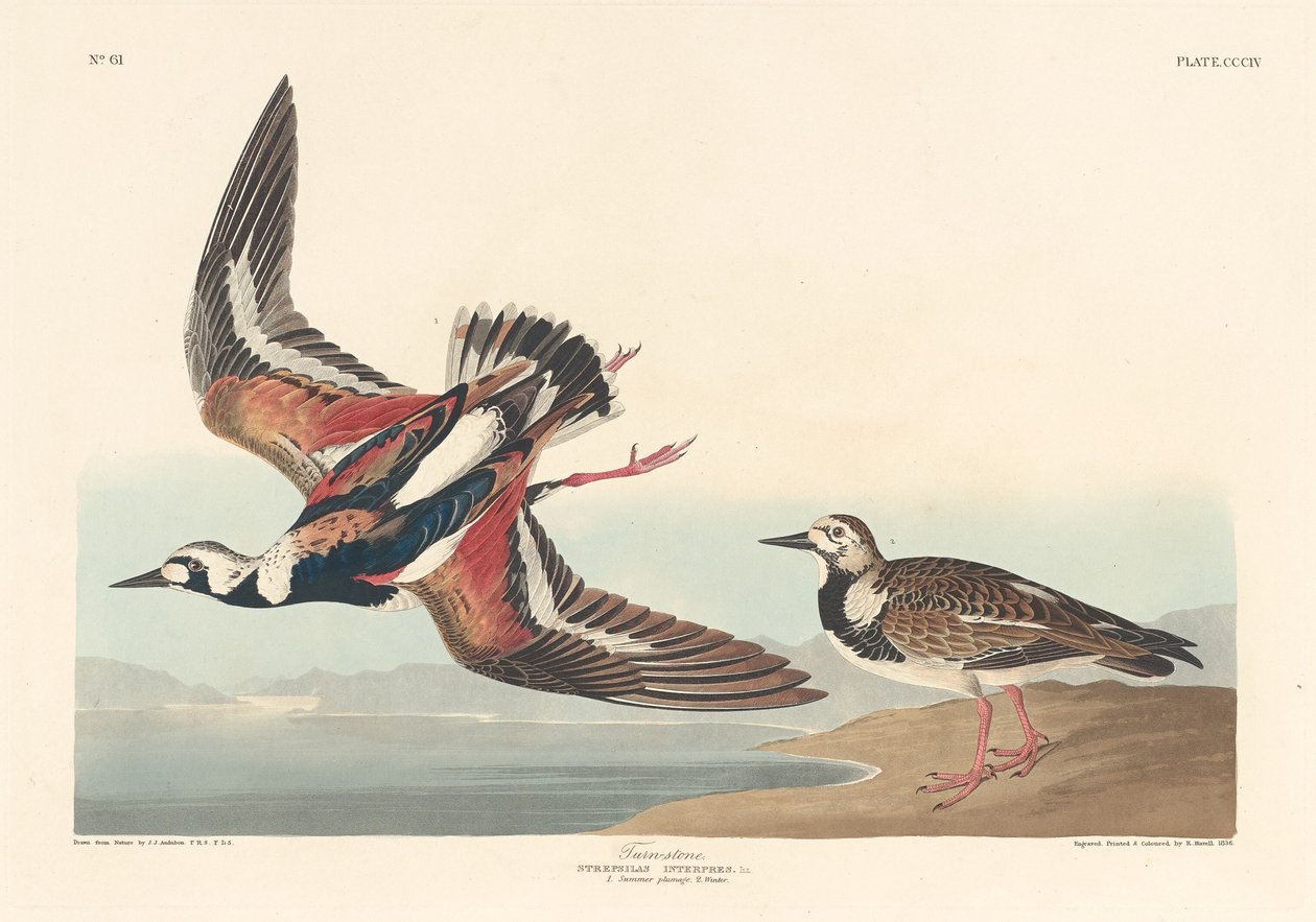 Tournepierre - Robert Havell after John James Audubon