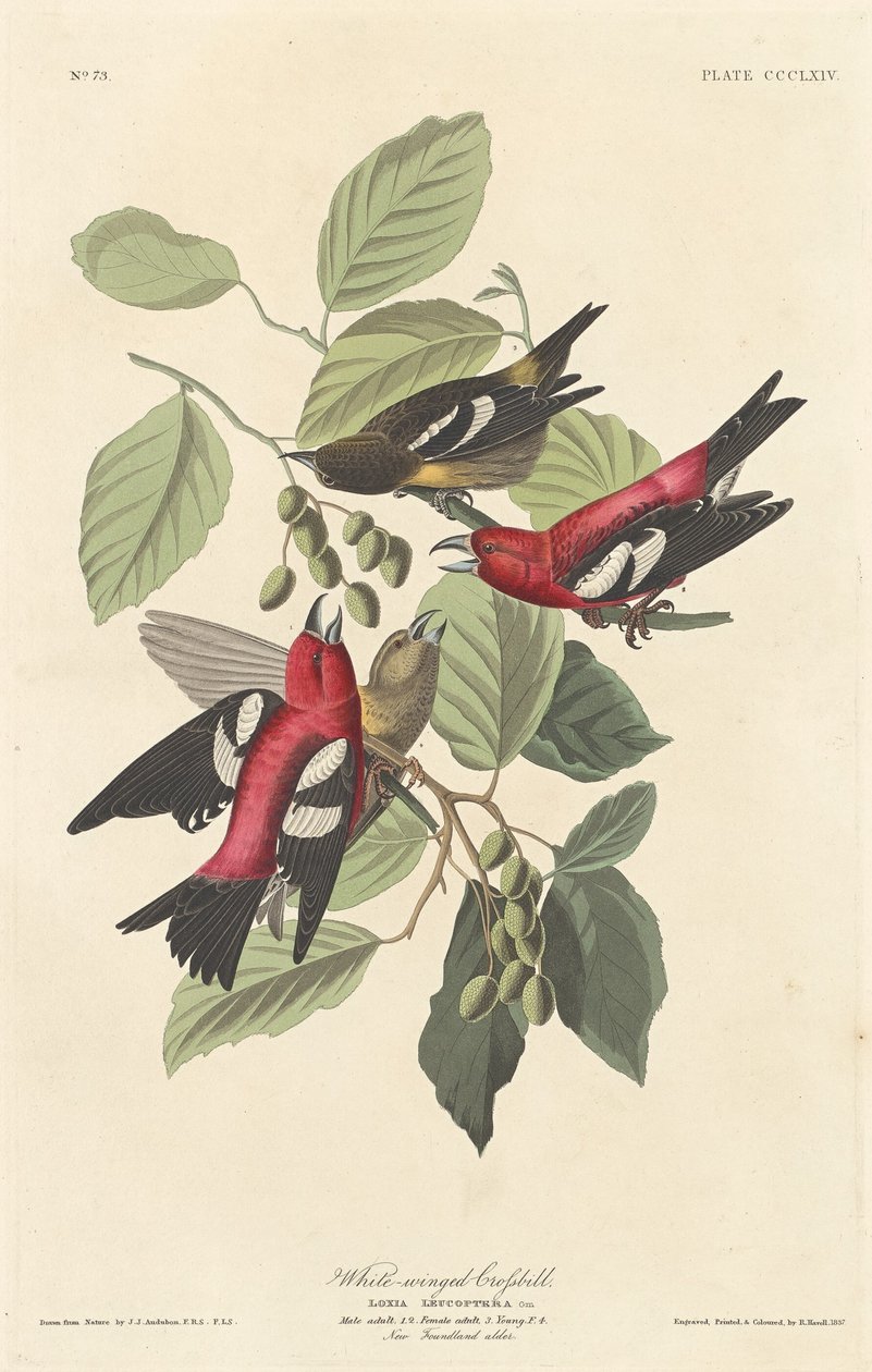 Bec-croisé bifascié - Robert Havell after John James Audubon