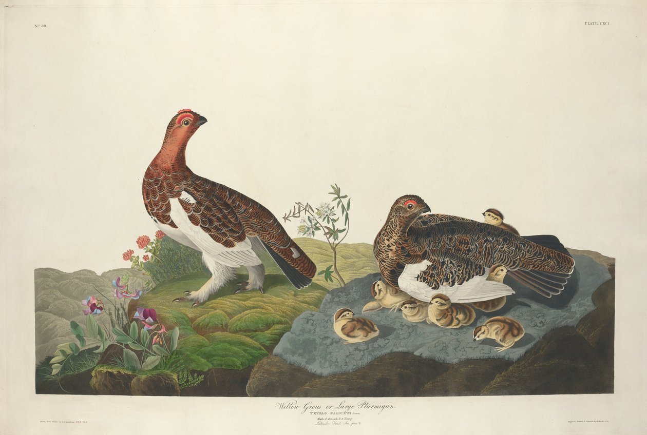 Lagopède des saules - Robert Havell after John James Audubon