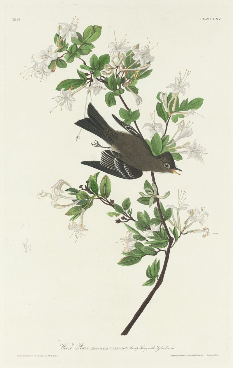 Pioui bois - Robert Havell after John James Audubon