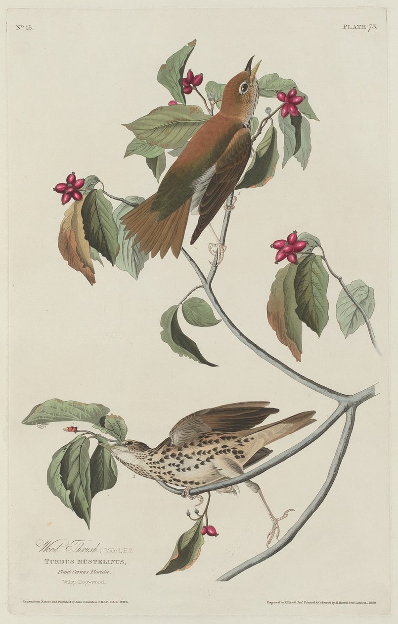 Grive des bois - Robert Havell after John James Audubon