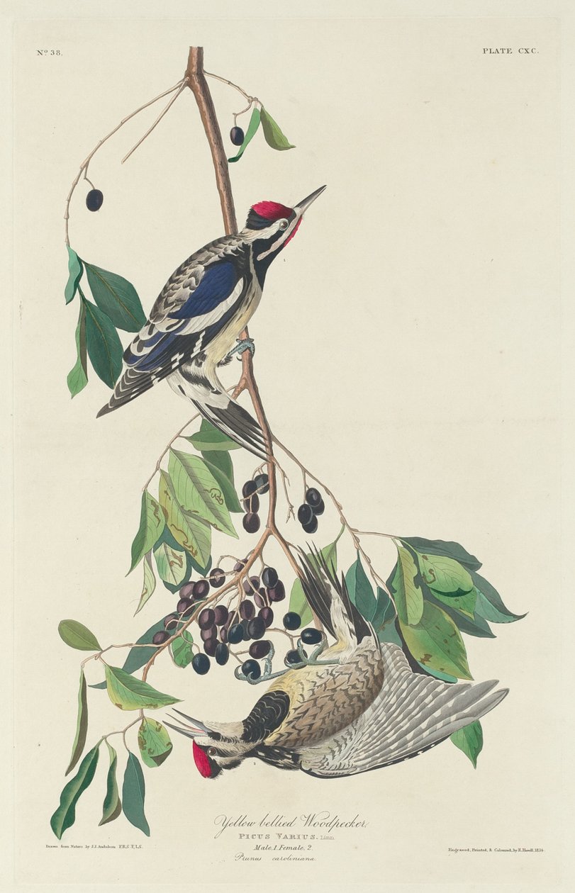 Pic à ventre jaune - Robert Havell after John James Audubon