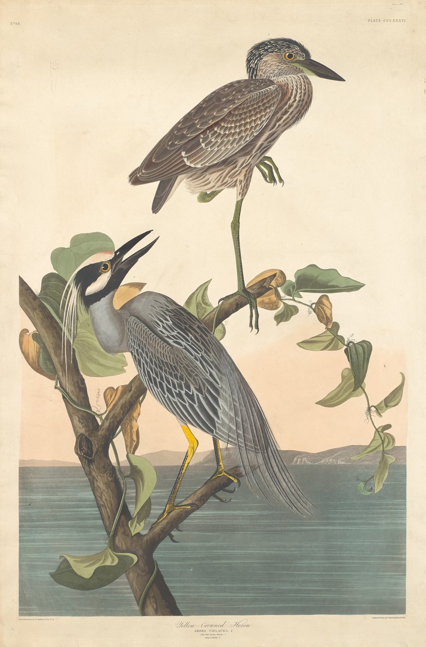 Héron couronné jaune - Robert Havell after John James Audubon